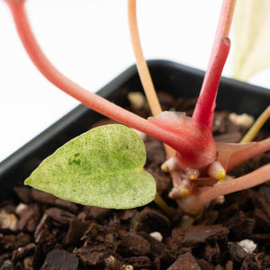 Anthurium Portillae x Ace of Spades Variegated (wk40-U157)
