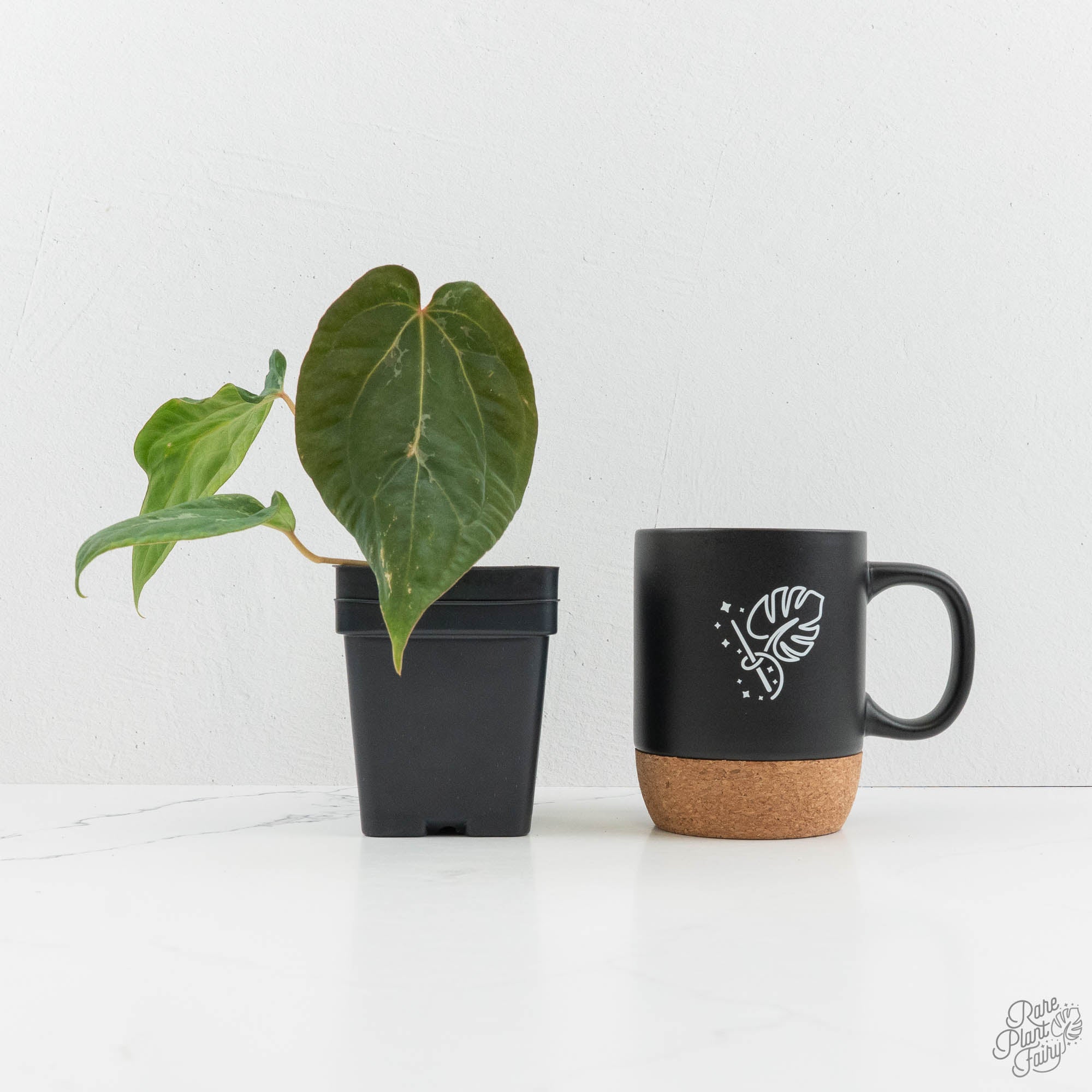 Anthurium Portillae × Antolakii (formerly BVEP) (wk15-D) *Blister
