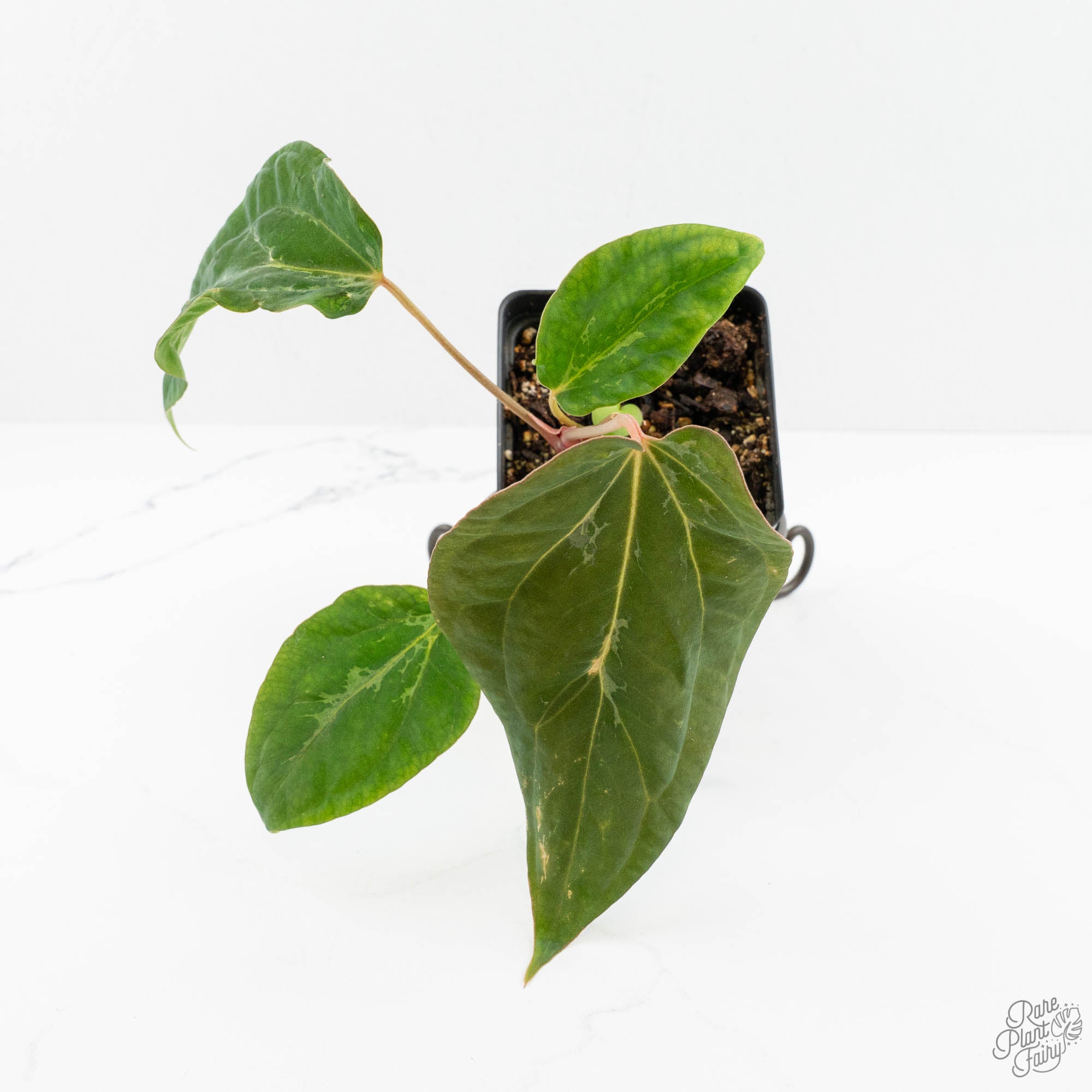 Anthurium Portillae × Antolakii (formerly BVEP) (wk15-D) *Blister