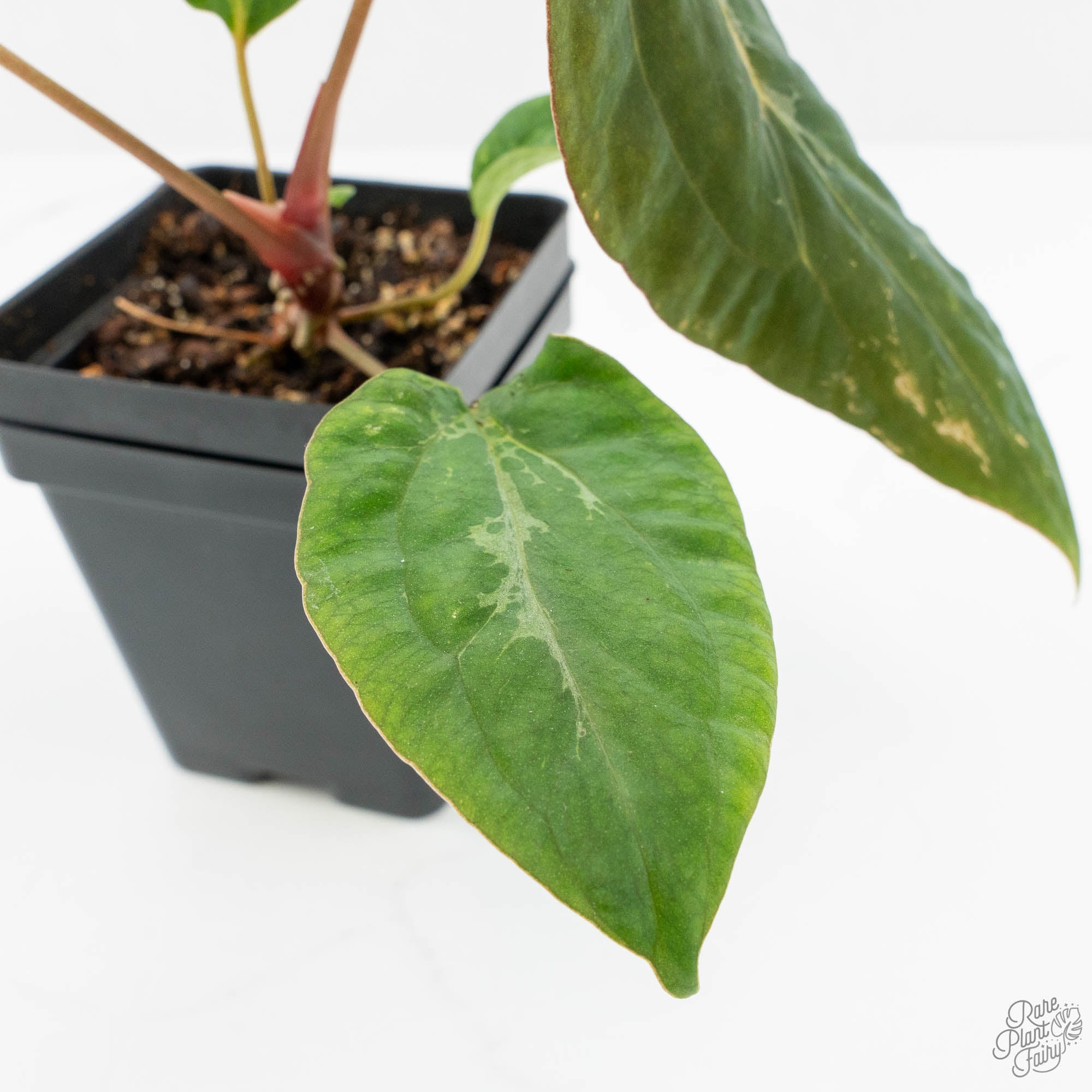 Anthurium Portillae × Antolakii (formerly BVEP) (wk15-D) *Blister