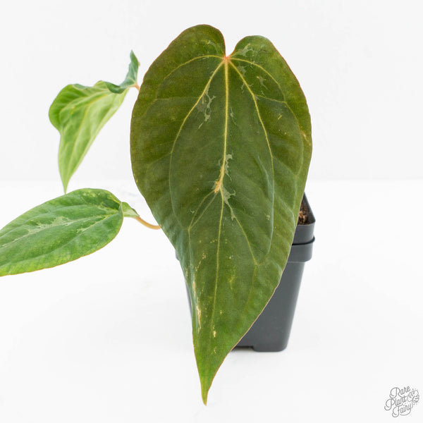 Anthurium Portillae × Antolakii (formerly BVEP) (wk15-D) *Blister
