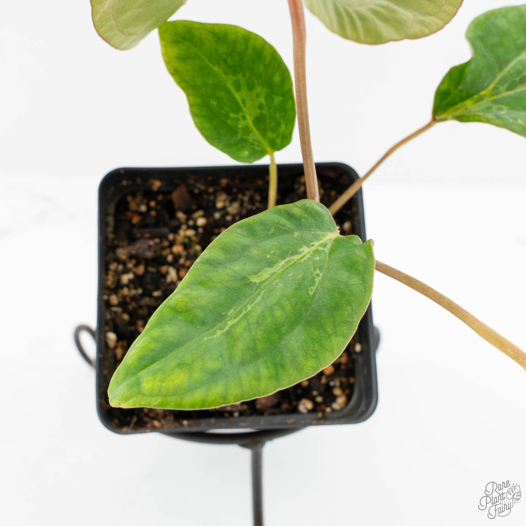 Anthurium Portillae × Antolakii (formerly BVEP) (wk15-D) *Blister