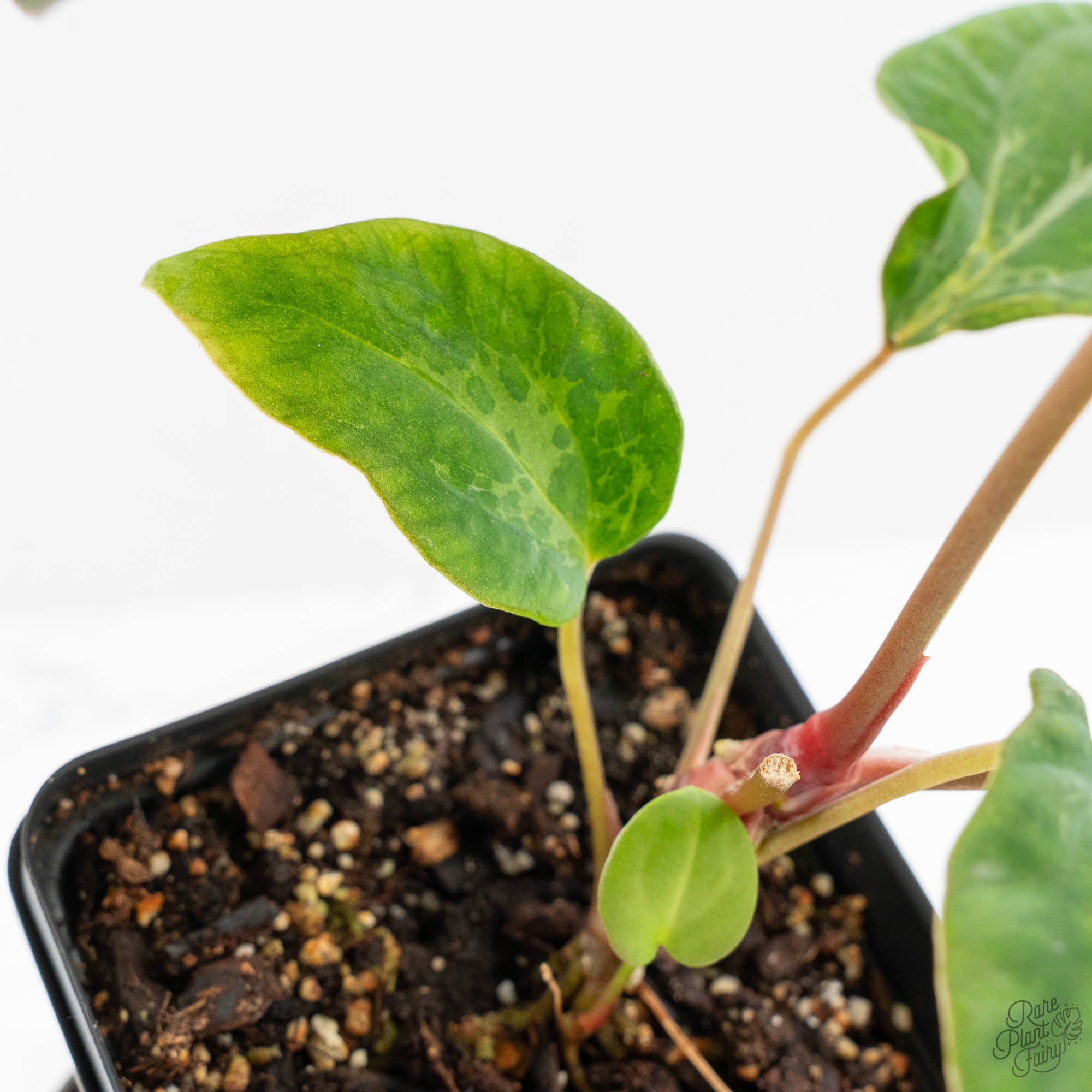 Anthurium Portillae × Antolakii (formerly BVEP) (wk15-D) *Blister