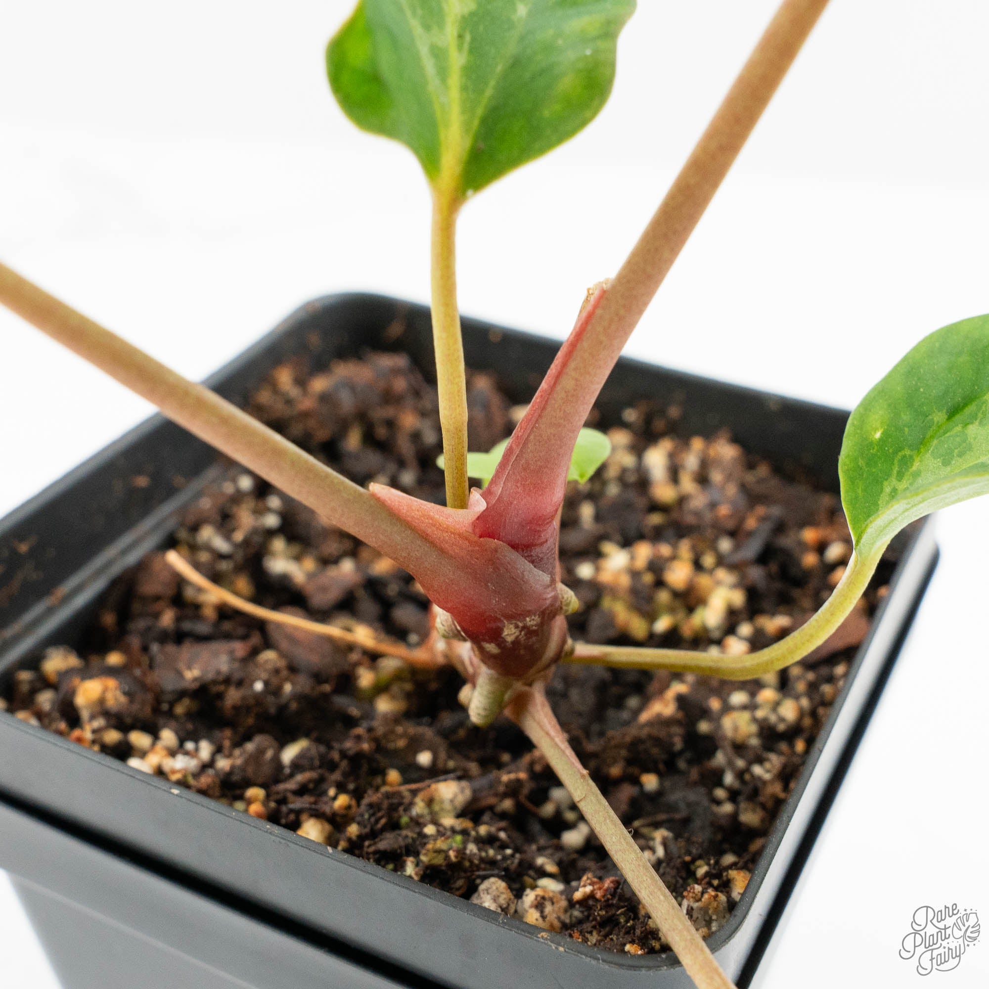 Anthurium Portillae × Antolakii (formerly BVEP) (wk15-D) *Blister
