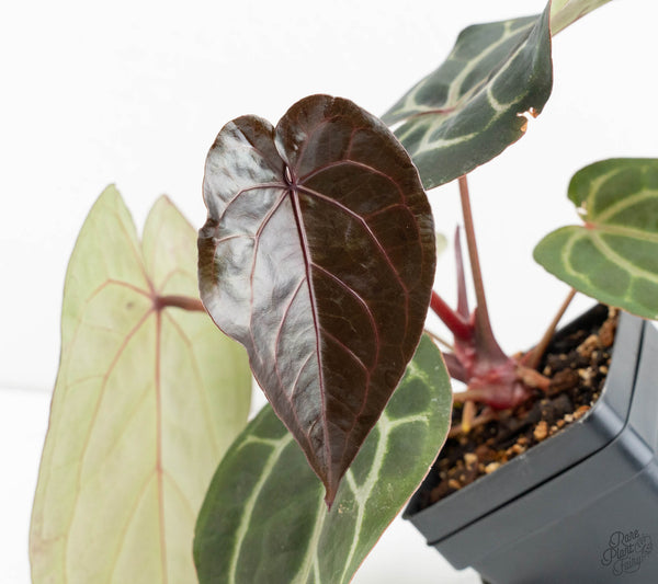 Anthurium Purple Rain '27' x Red Velvet Cake '24' by DocBlock® (wk11-Q)