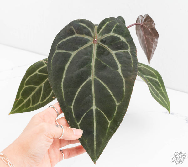 Anthurium Purple Rain '27' x Red Velvet Cake '24' by DocBlock® (wk11-Q)