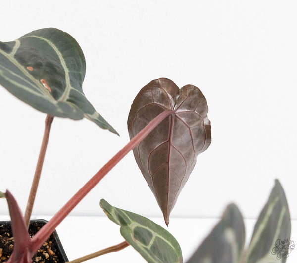 Anthurium Purple Rain '27' x Red Velvet Cake '24' by DocBlock® (wk11-Q)