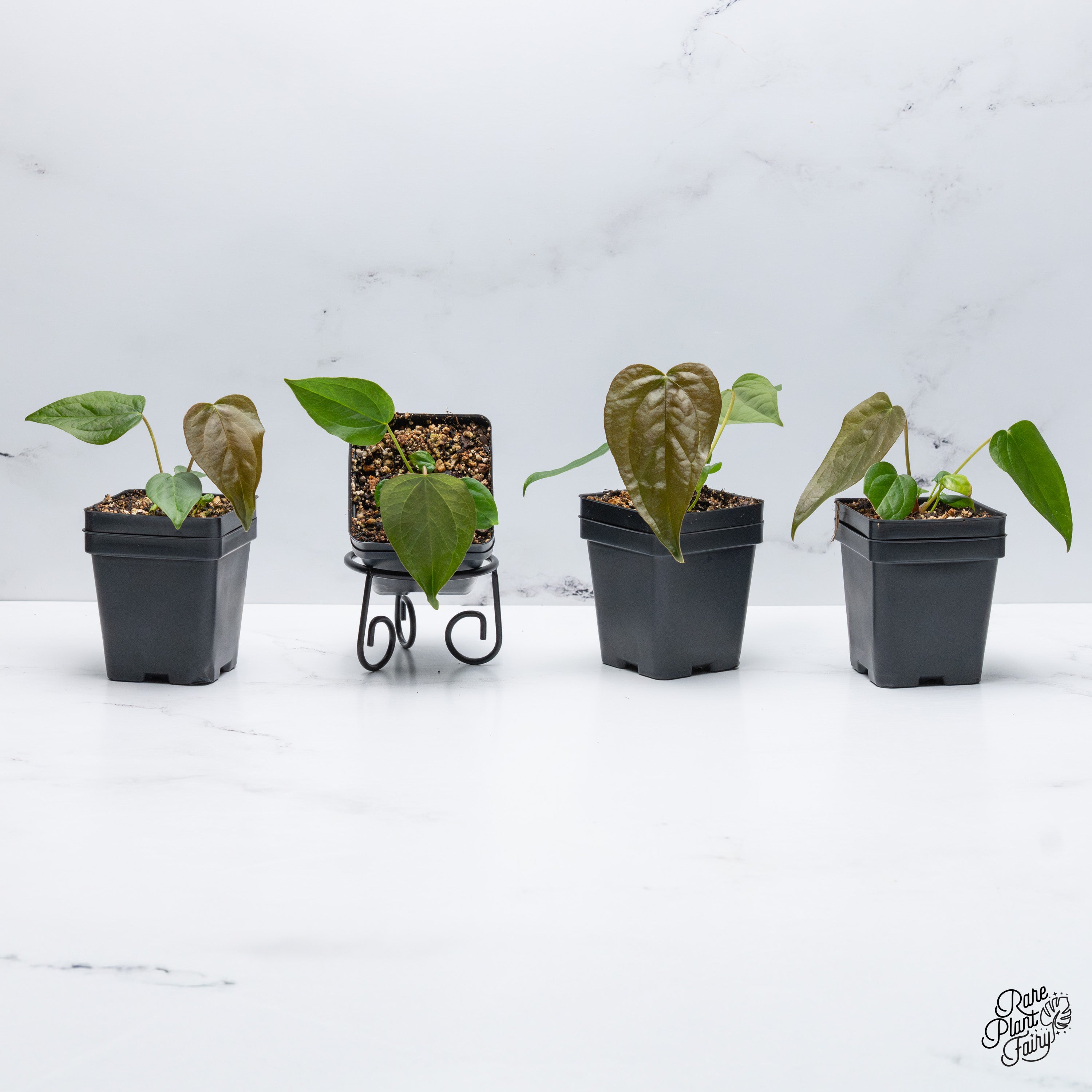 anthurium lovable hearts gold selection Anthurium 'Queen of Hearts' *Grower's Choice*