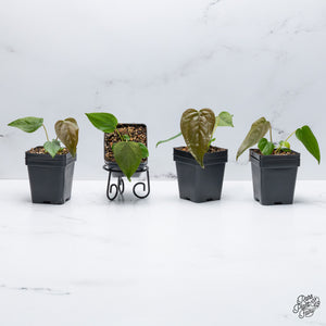 Anthurium 'Queen of Hearts' *Grower's Choice*