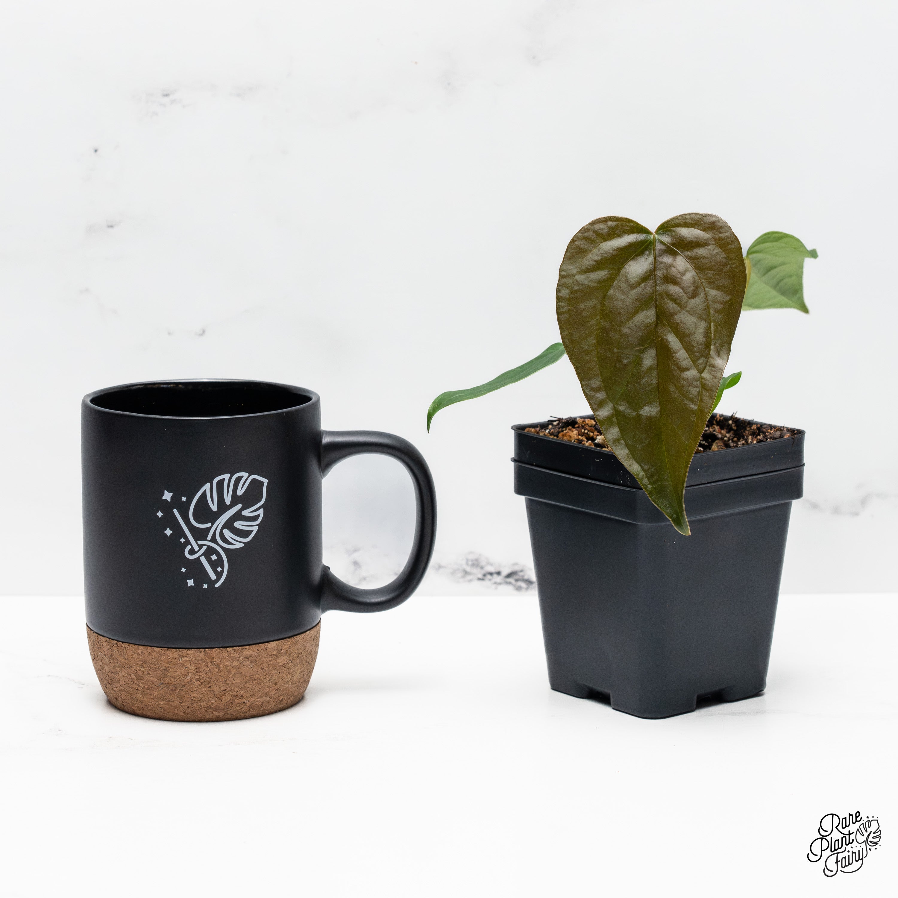 anthurium queen of hearts for sale Anthurium 'Queen of Hearts' *Grower's Choice*