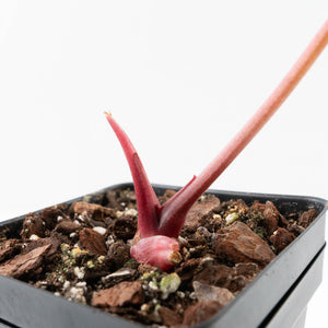 Variegated Anthurium sp. "RPF Living Wall" NOID (wk32-UH)