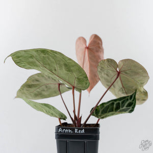 Anthurium Red Crystal Blush Variegated (wk44-U195)