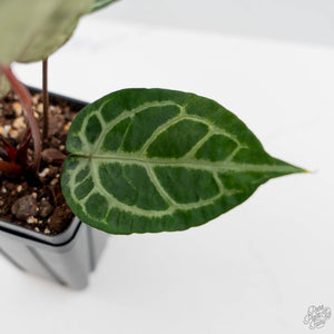 Anthurium Red Crystal Blush Variegated (wk44-U195)