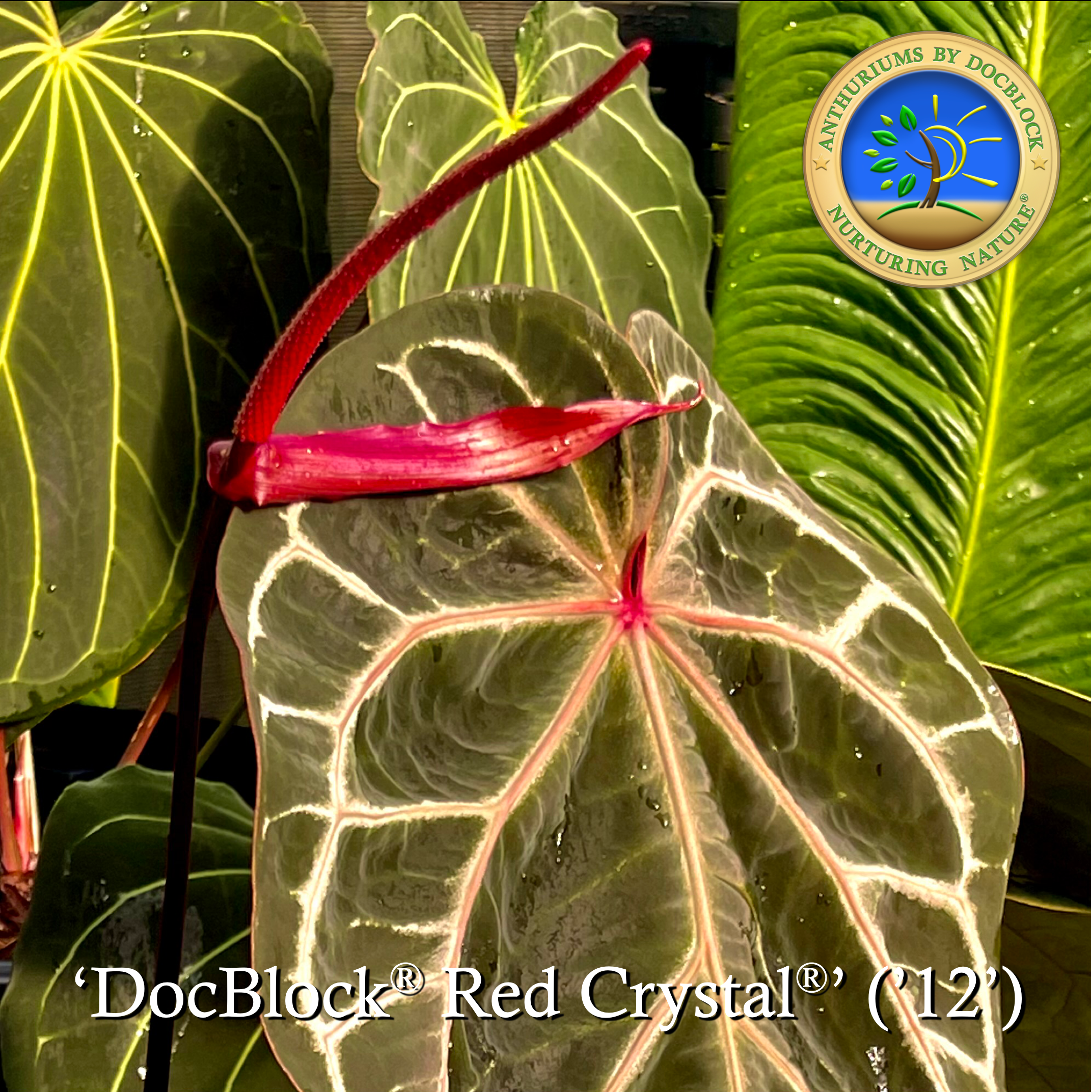 mihikatha anthurium Anthurium Red Crystal '12' x Michelle '1' by DocBlock® *Grower's choice*