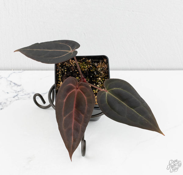 Anthurium Red Velvet Cake '24' x Red Velvet Cake '24' by DocBlock® (wk11-F)