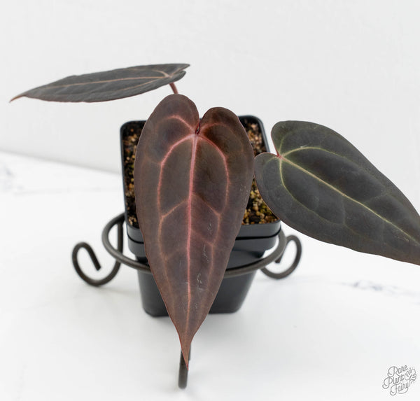 Anthurium Red Velvet Cake '24' x Red Velvet Cake '24' by DocBlock® (wk11-F)