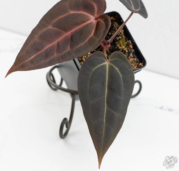 Anthurium Red Velvet Cake '24' x Red Velvet Cake '24' by DocBlock® (wk11-F)