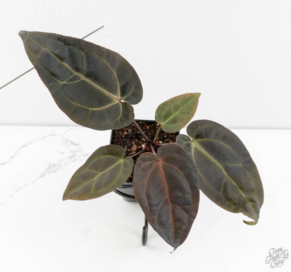 Anthurium Red Velvet Cake '24' x Dark & Handsome '9' by DocBlock®  (wk11-T)