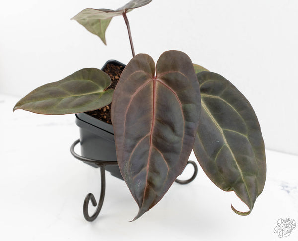 Anthurium Red Velvet Cake '24' x Dark & Handsome '9' by DocBlock®  (wk11-T)