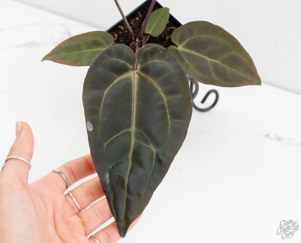 Anthurium Red Velvet Cake '24' x Dark & Handsome '9' by DocBlock®  (wk11-T)