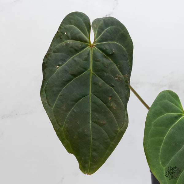 Anthurium Red Velvet Cake '24' x Home, Sweet Home '32' by DocBlock® (wk5-D)