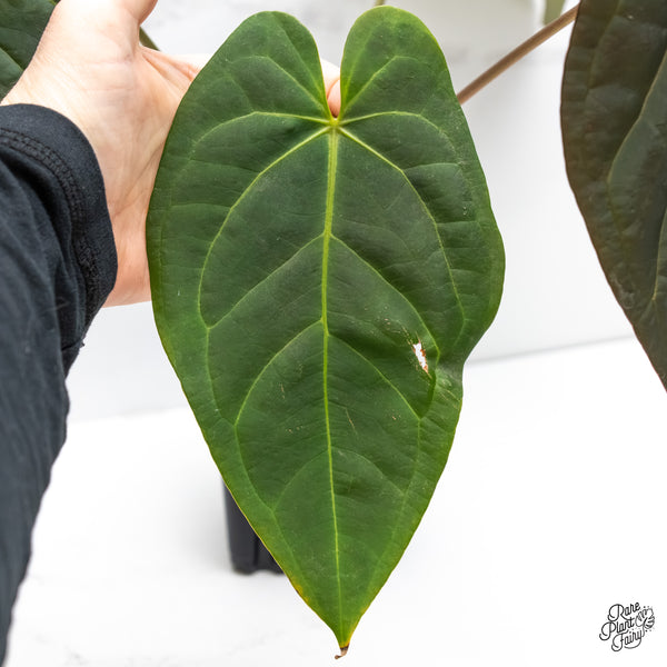 Anthurium Red Velvet Cake '24' x Home, Sweet Home '32' by DocBlock® (wk5-D)