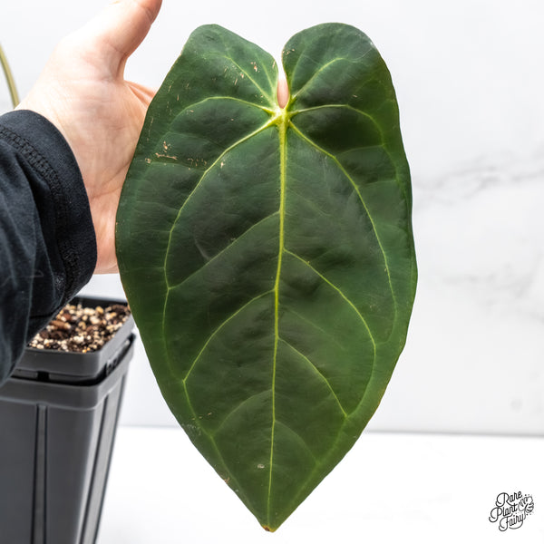 Anthurium Red Velvet Cake '24' x Home, Sweet Home '32' by DocBlock® (wk5-D)