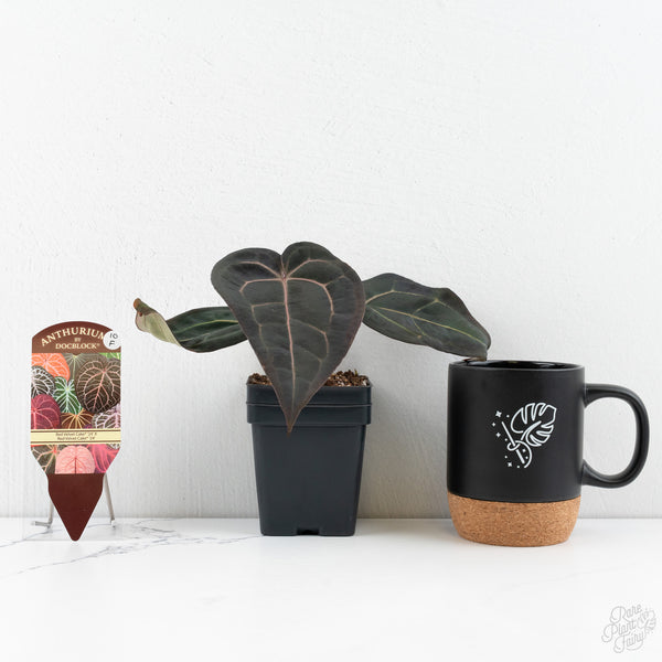 Anthurium Red Velvet Cake '24' x Red Velvet Cake '24' by DocBlock® (wk10-F)