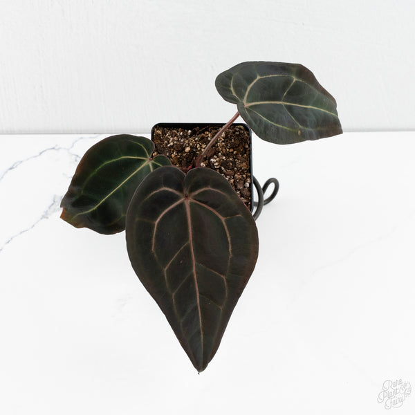 Anthurium Red Velvet Cake '24' x Red Velvet Cake '24' by DocBlock® (wk10-F)