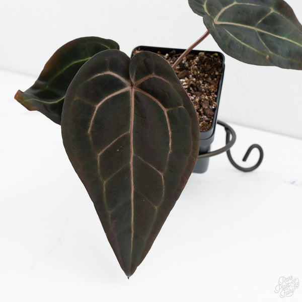 Anthurium Red Velvet Cake '24' x Red Velvet Cake '24' by DocBlock® (wk10-F)