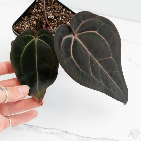 Anthurium Red Velvet Cake '24' x Red Velvet Cake '24' by DocBlock® (wk10-F)