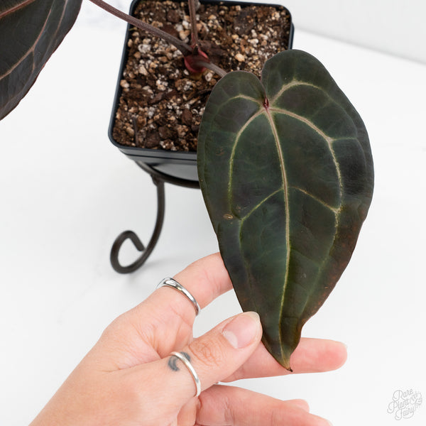 Anthurium Red Velvet Cake '24' x Red Velvet Cake '24' by DocBlock® (wk10-F)