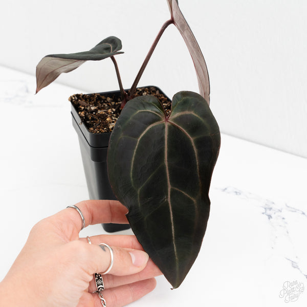 Anthurium Red Velvet Cake '24' x Red Velvet Cake '24' by DocBlock® (wk9-Y)