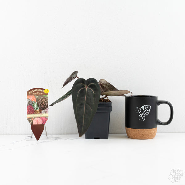 Anthurium Red Velvet Cake '24' x Red Velvet Cake '24' by DocBlock® (wk9-Z)