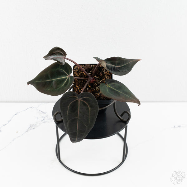 Anthurium Red Velvet Cake '24' x Red Velvet Cake '24' by DocBlock® (wk9-Z)