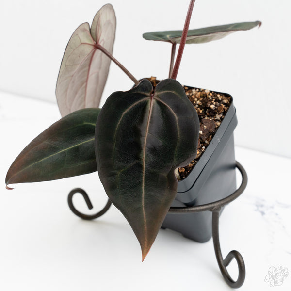 Anthurium Red Velvet Cake '24' x Red Velvet Cake '24' by DocBlock® (wk9-Z)