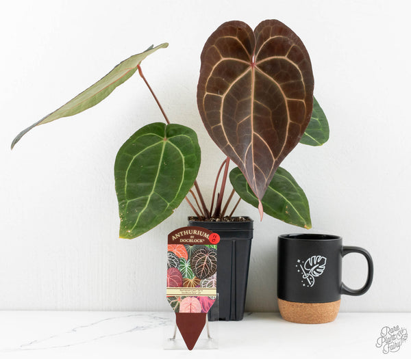 Anthurium Red Velvet Cake '24' x Zara '29' by DocBlock® (wk11-O)