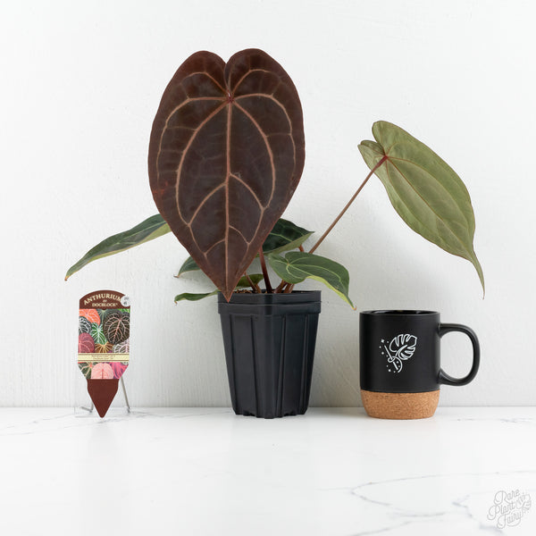 Anthurium Red Velvet Cake '24' x Zara '29' by DocBlock® (wk10-H)