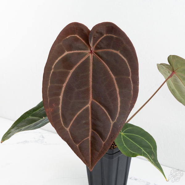 Anthurium Red Velvet Cake '24' x Zara '29' by DocBlock® (wk10-H)