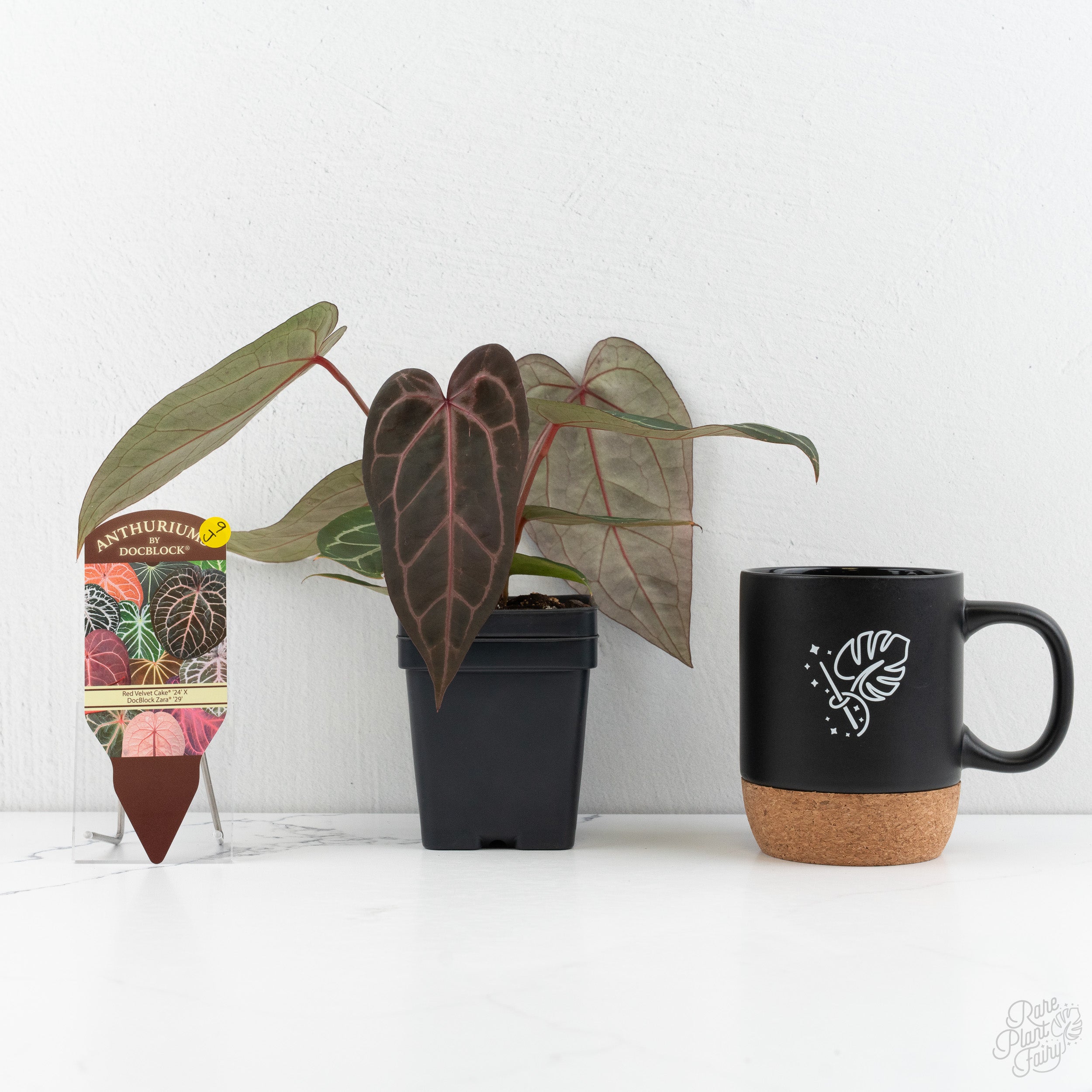 Anthurium Red Velvet Cake '24' x Zara '29' by DocBlock® (wk9-J