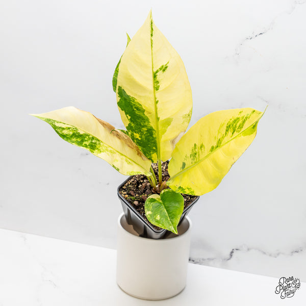 Anthurium 'Renaissance' Variegated (wk51-B)