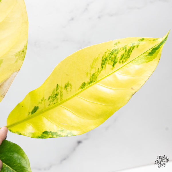 Anthurium 'Renaissance' Variegated (wk51-B)