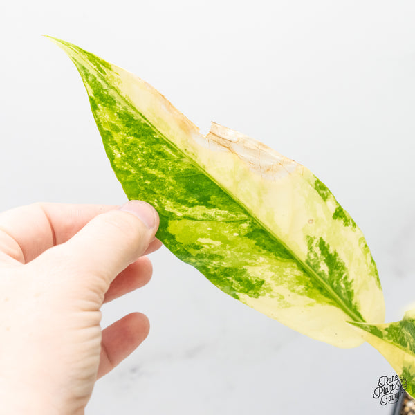 Anthurium 'Renaissance' Variegated (wk51-B)