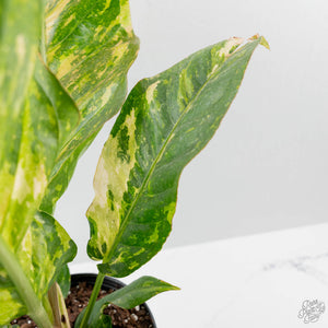 Anthurium 'Renaissance' Pink Variegated (wk42-L383)