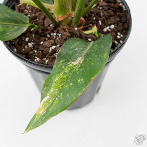 Anthurium 'Renaissance' Pink Variegated (wk42-L383)