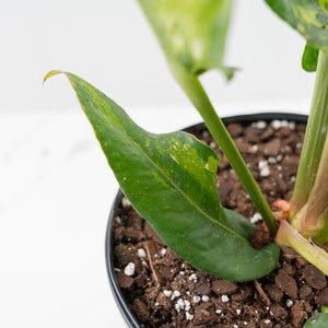 Anthurium 'Renaissance' Pink Variegated (wk42-L383)