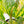 Anthurium 'Renaissance' Pink Variegated (wk42-L383)