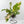Anthurium 'Renaissance' Pink Variegated (wk42-L383)