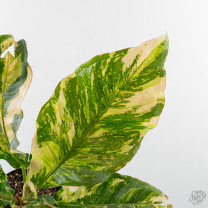 Anthurium 'Renaissance' Pink Variegated (wk42-L383)