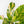 Anthurium 'Renaissance' Pink Variegated (wk42-L383)